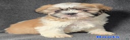 Shih Tzu dogs for sale: Boots - Ad 5