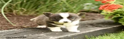 Welsh Corgi Pembroke dogs for sale: Pringles - Ad 4