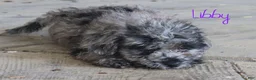 Mixed Breed dogs for sale: Libby - Ad 5