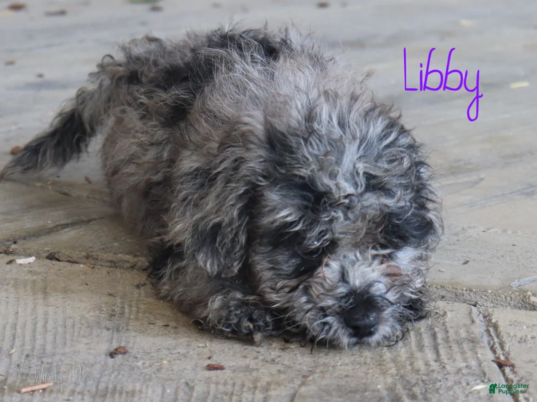 Mixed Breed dogs for sale: Libby - Ad 5