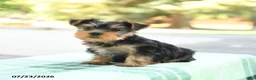 Yorkshire Terrier dogs for sale: Smores - Ad 4