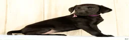 Labrador Retriever dogs for sale: Bravely - Ad 4