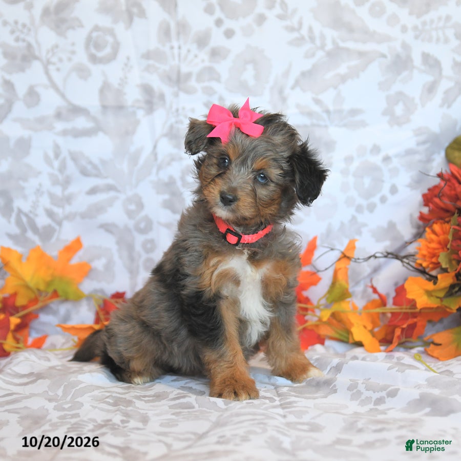 Mini Aussiedoodle dogs for sale: Beauty - Ad 1