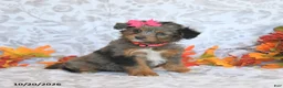 Mini Aussiedoodle dogs for sale: Beauty - Ad 1