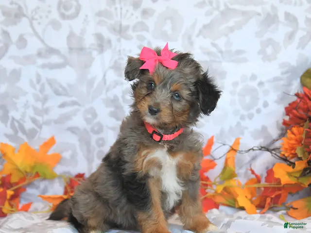 Mini Aussiedoodle dogs for sale: Beauty - Ad 1