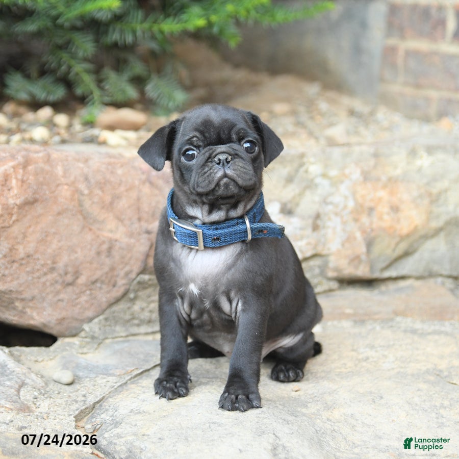 Pug dogs Peppermint - Ad 2