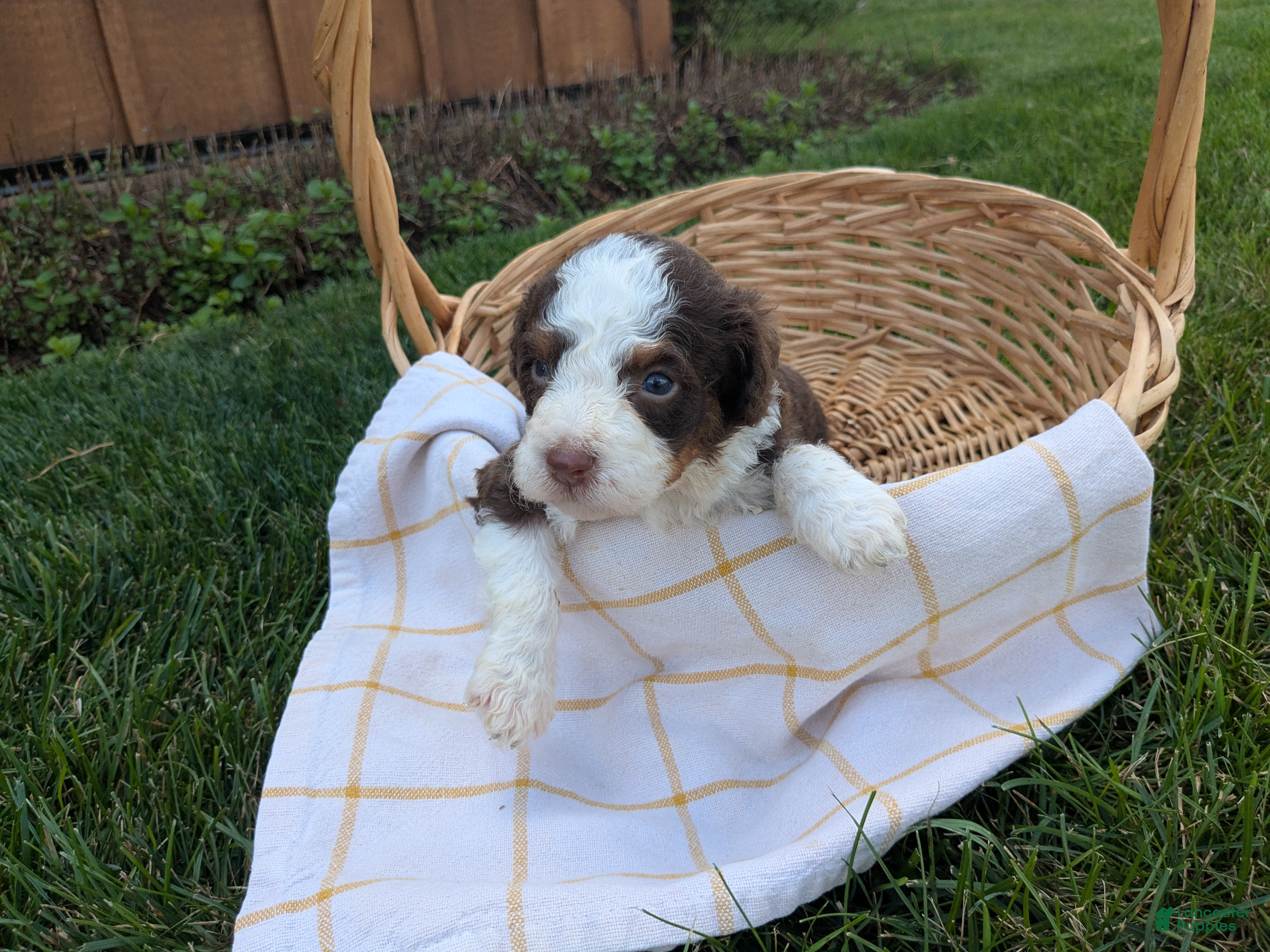 Bernedoodle dogs Max - Ad 1
