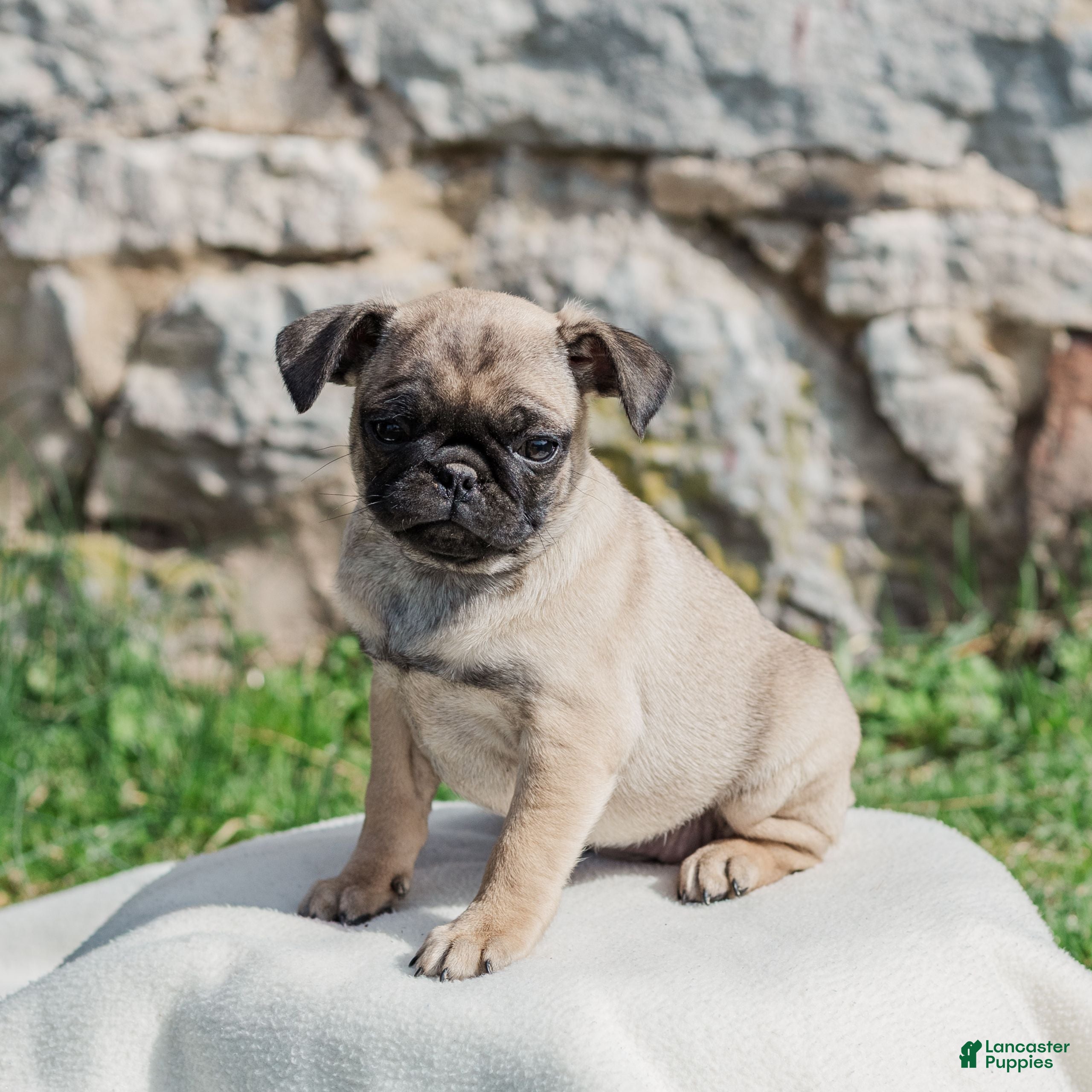 Pug dogs Hazel  - Ad 1