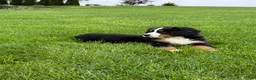 Bernese Mountain Dog dogs for sale: Ollie  - Ad 6