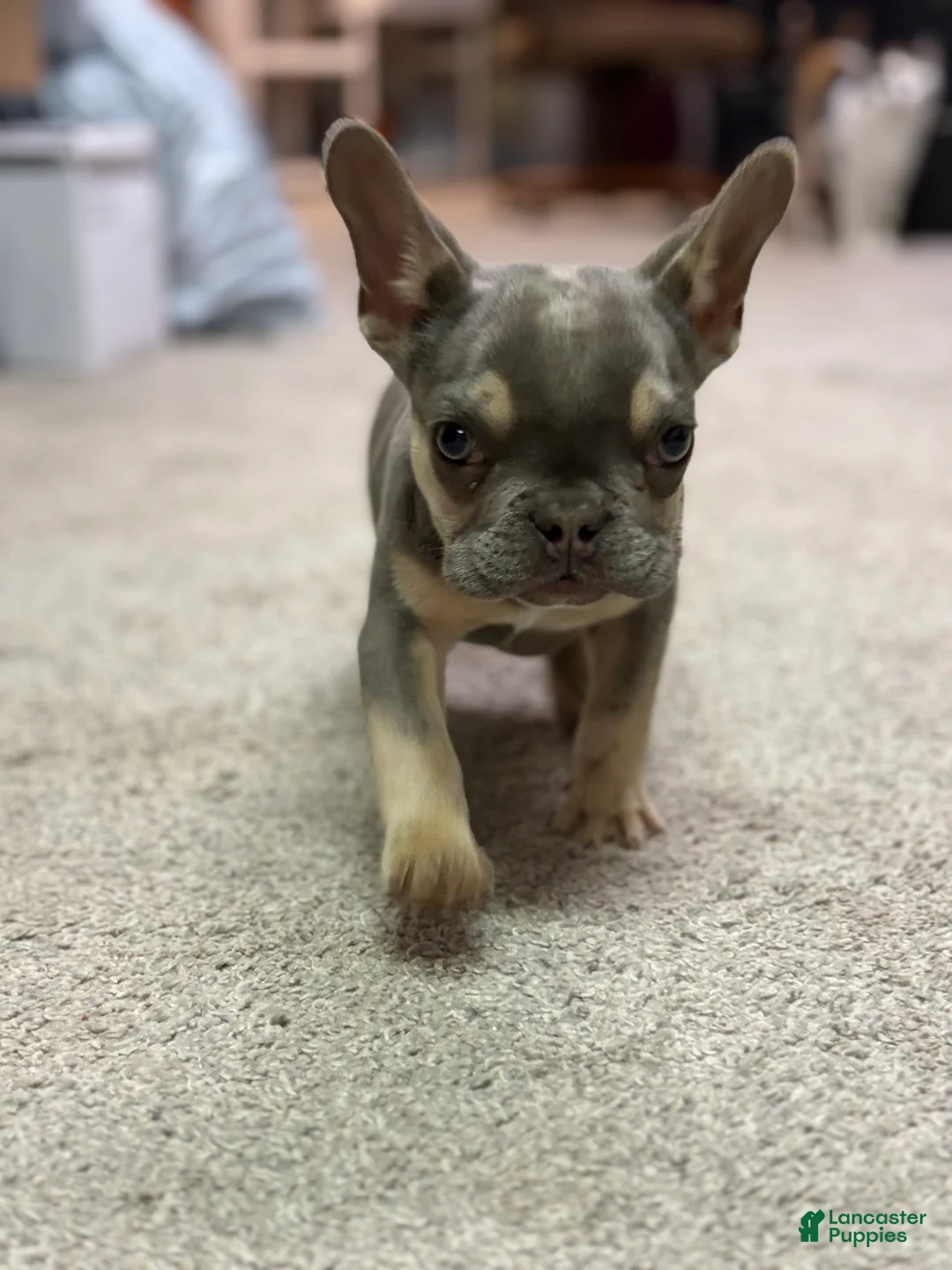 French Bulldog dogs for sale: Tyson - Ad 4