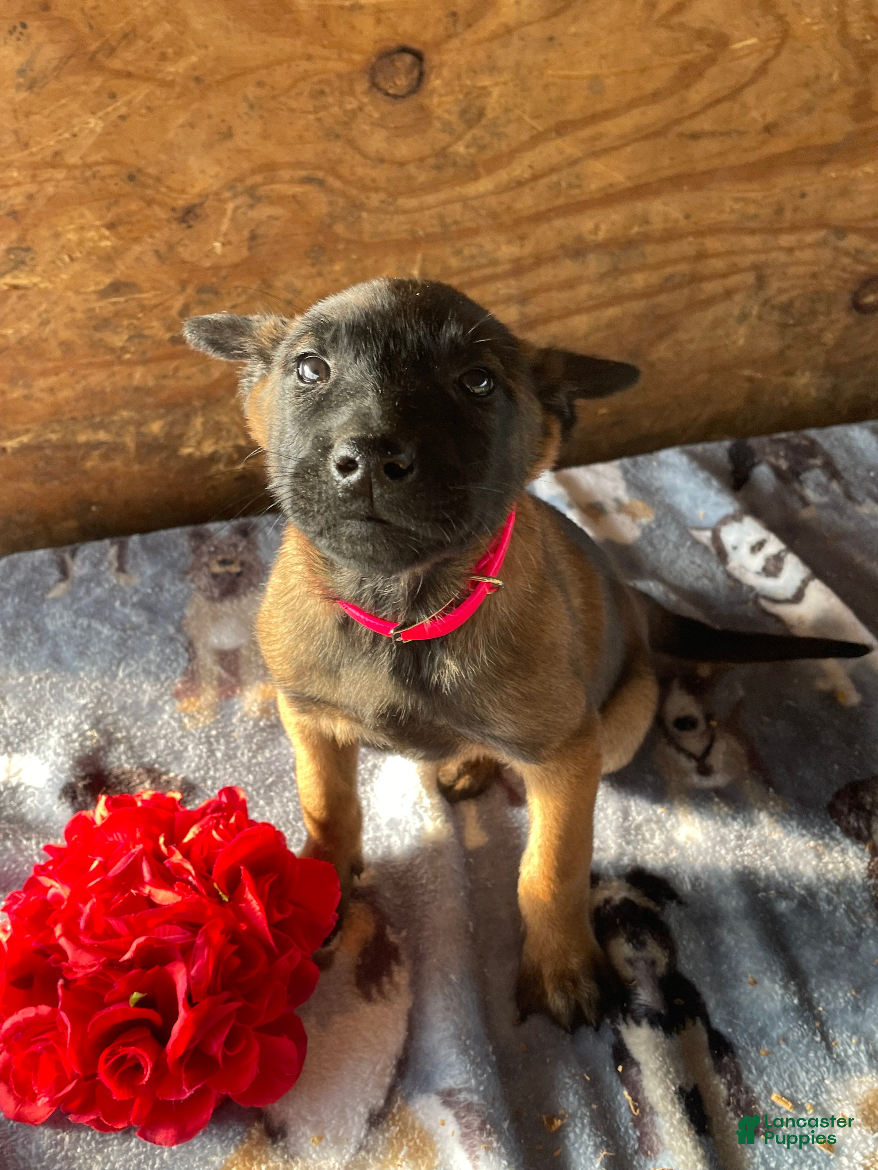 Belgian Malinois dogs Dakota - Ad 42