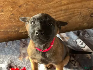 Belgian Malinois dogs Dakota - Ad 23