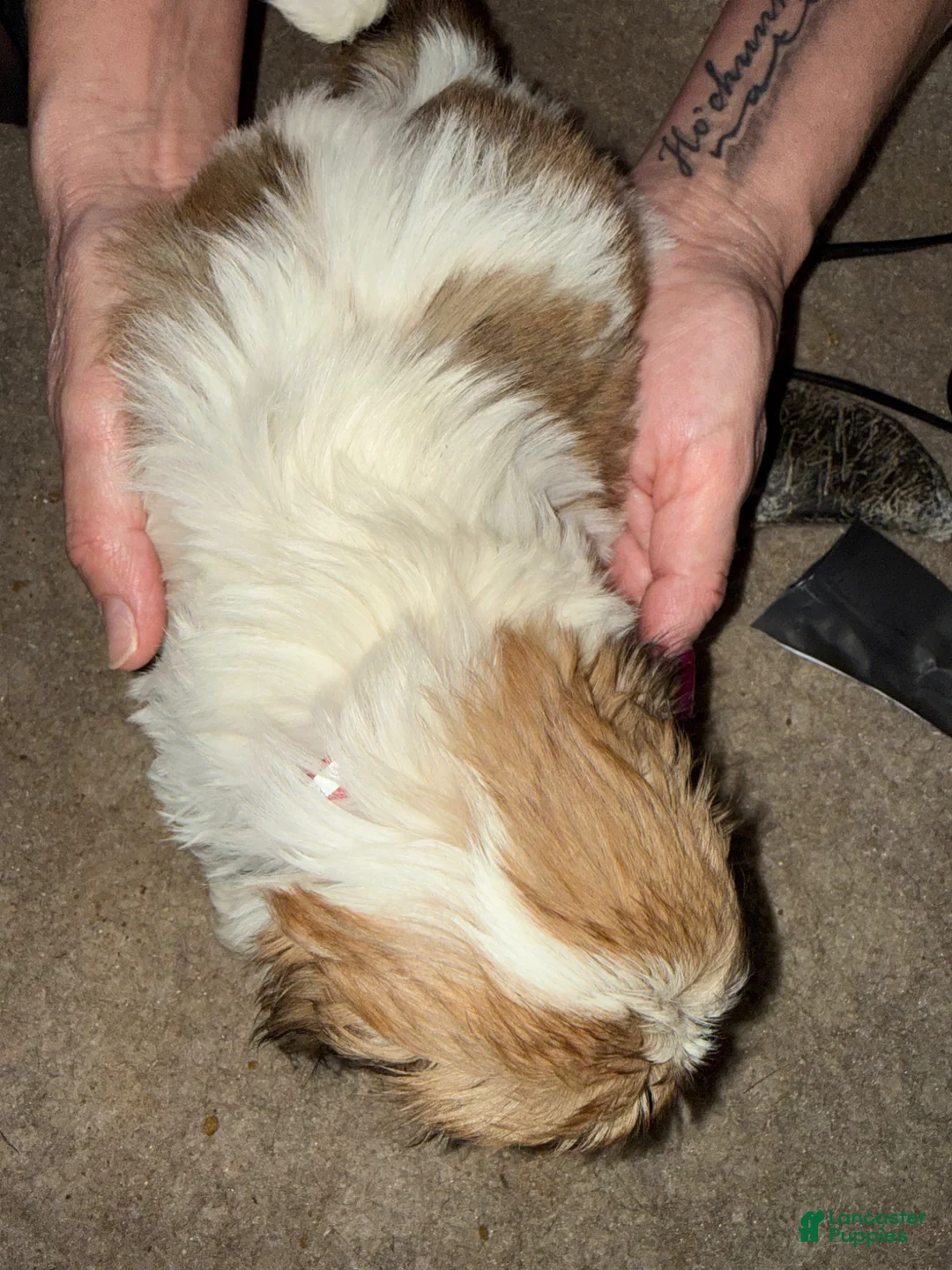 Lhasa Apso dogs for sale: Lhasa Apso Puppy 3 - Ad 2