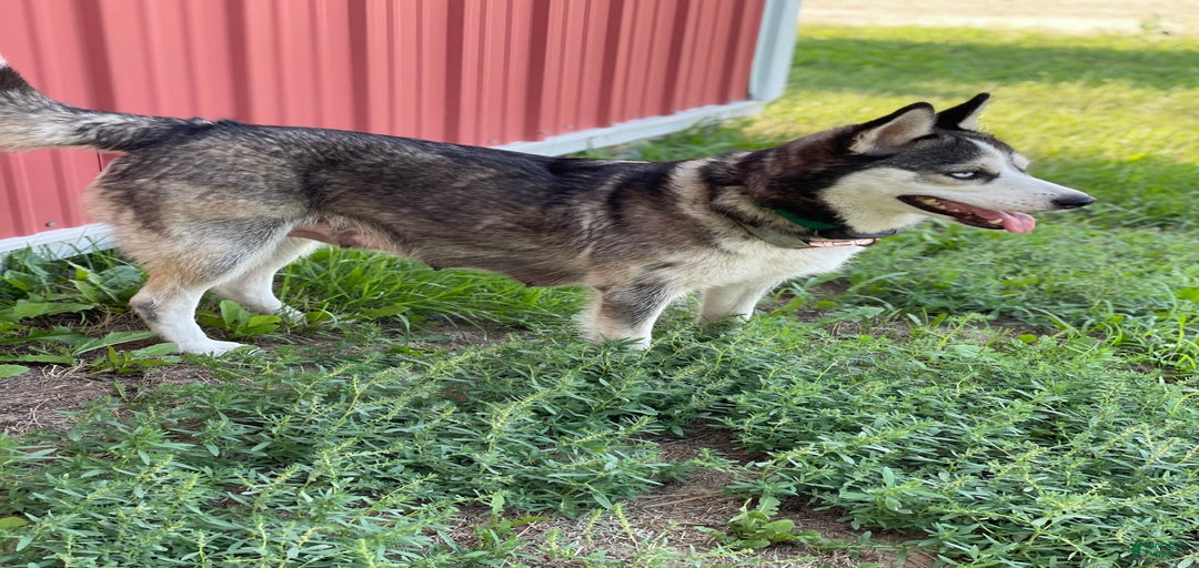 Gallery Image {{count}}