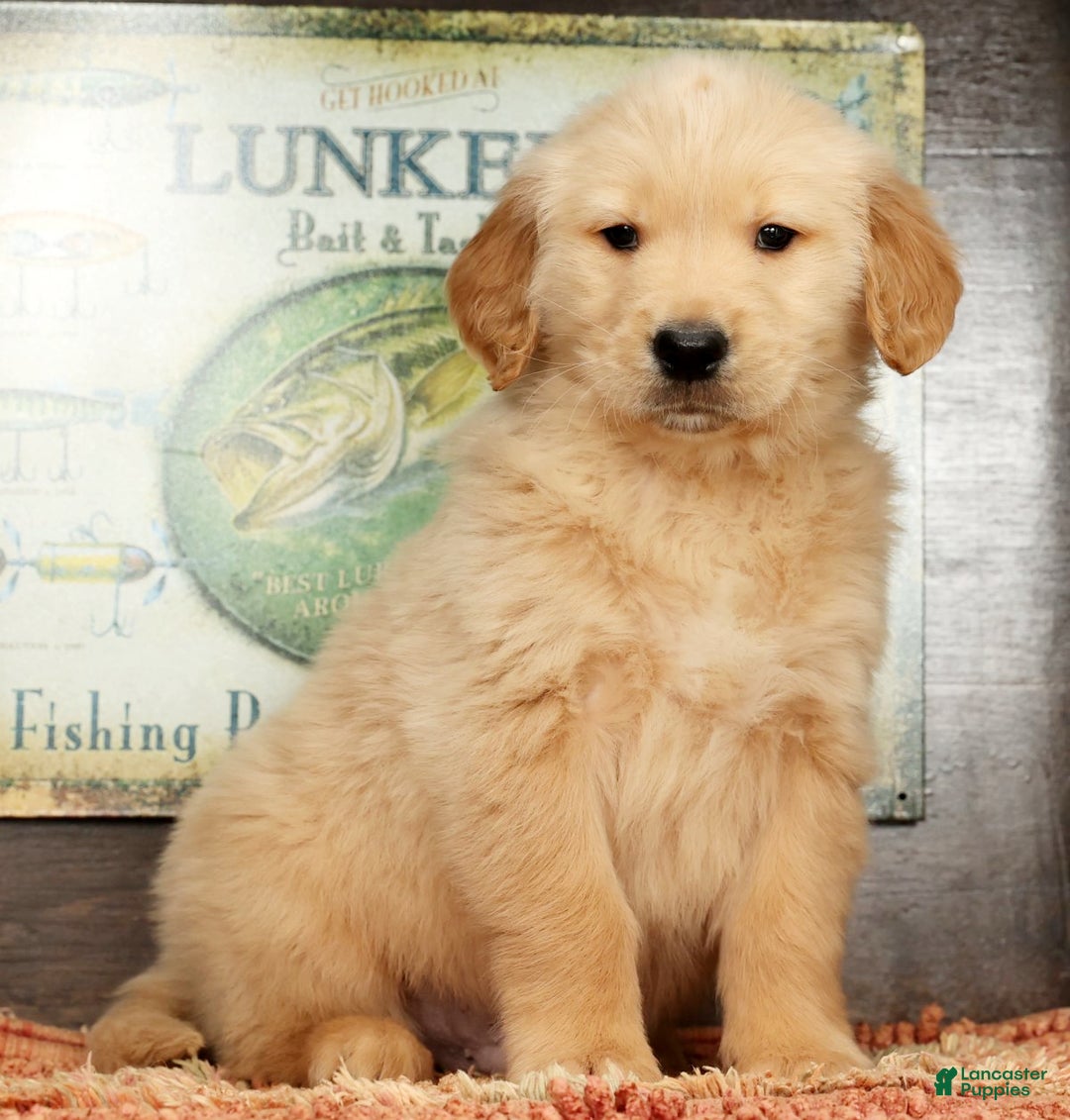 Golden Retriever dogs for sale: Boomer - Ad 1