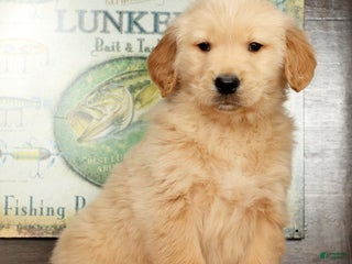 Golden Retriever dogs Boomer - Ad 4