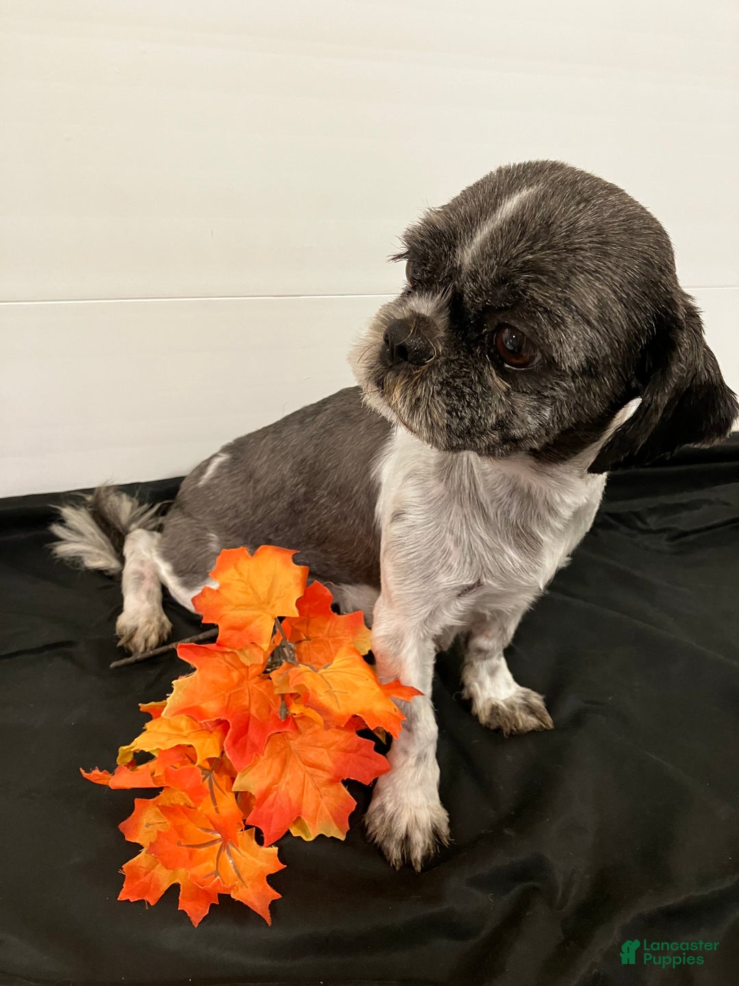 Shih Tzu dogs for sale: Derry - Ad 2