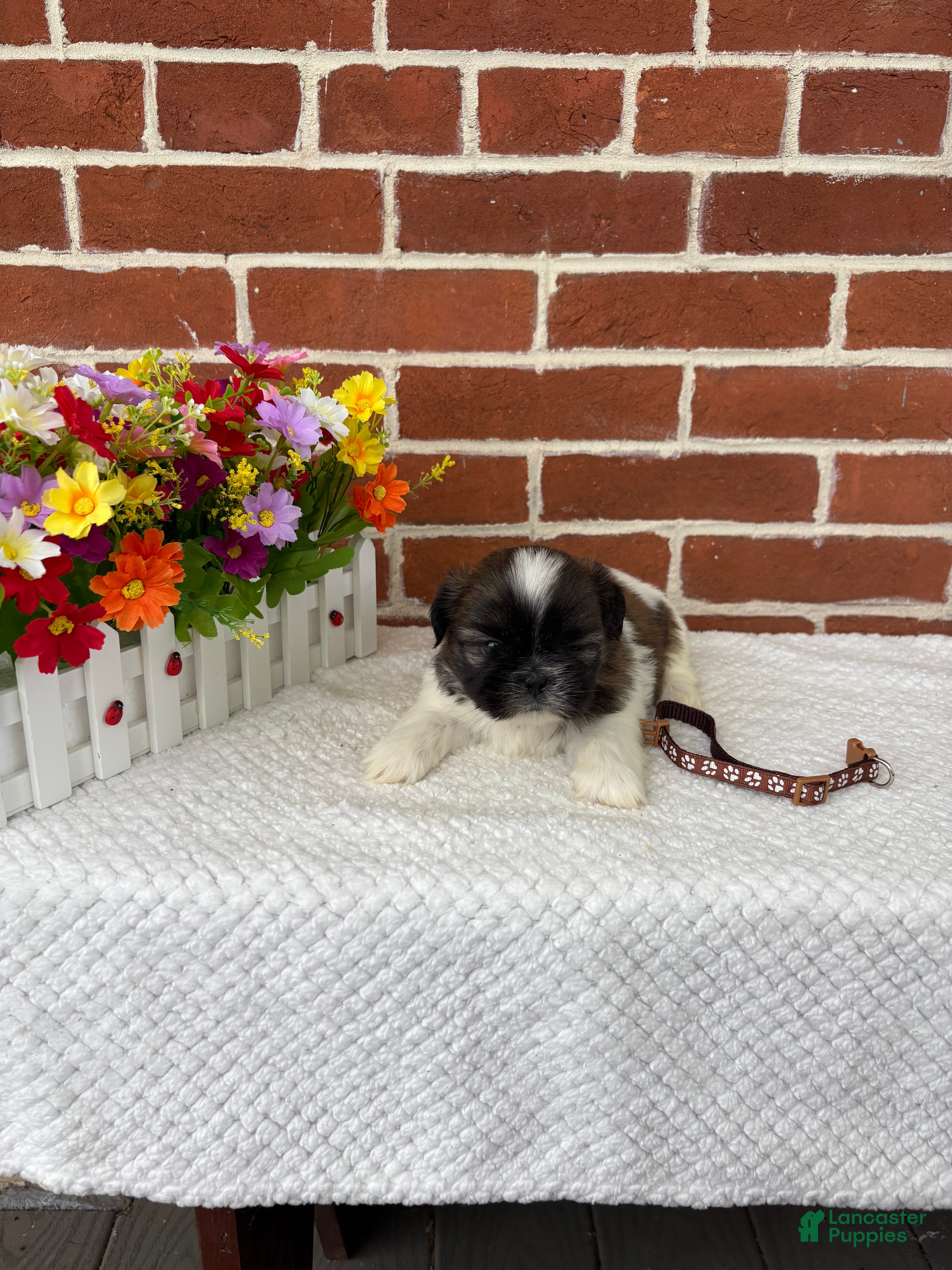 Shih Tzu dogs for sale: Linus - Ad 5