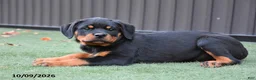 Rottweiler dogs for sale: Zara - Ad 2