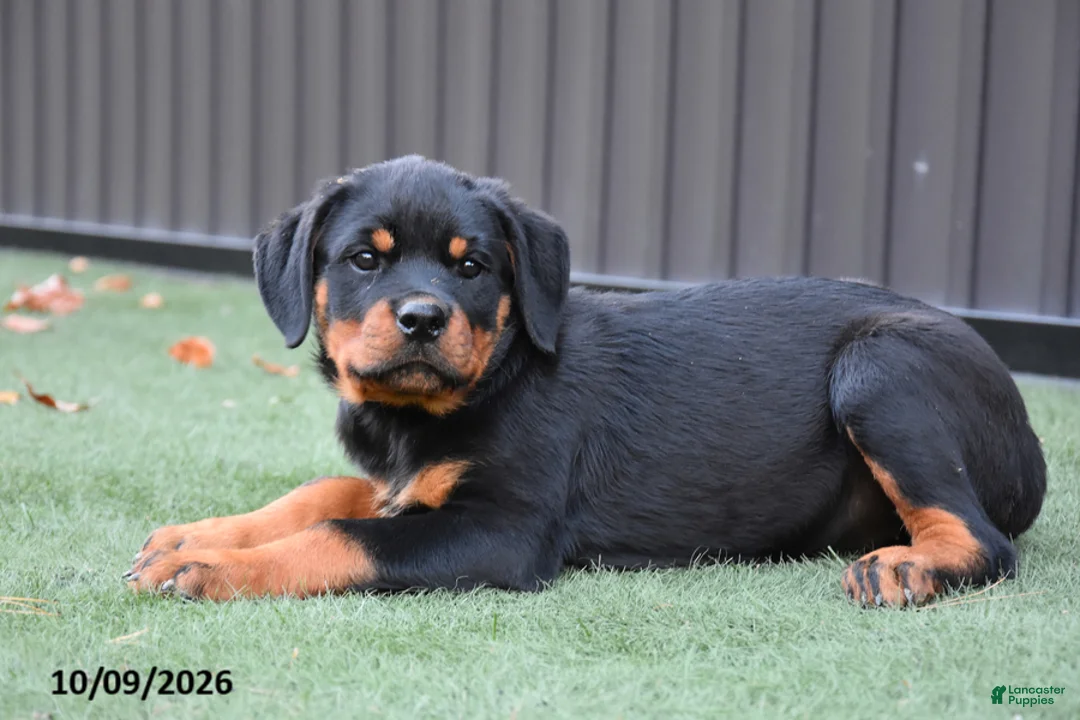 Rottweiler dogs for sale: Zara - Ad 2