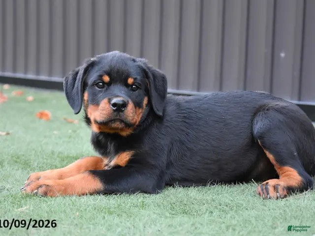 Rottweiler dogs for sale: Zara - Ad 2