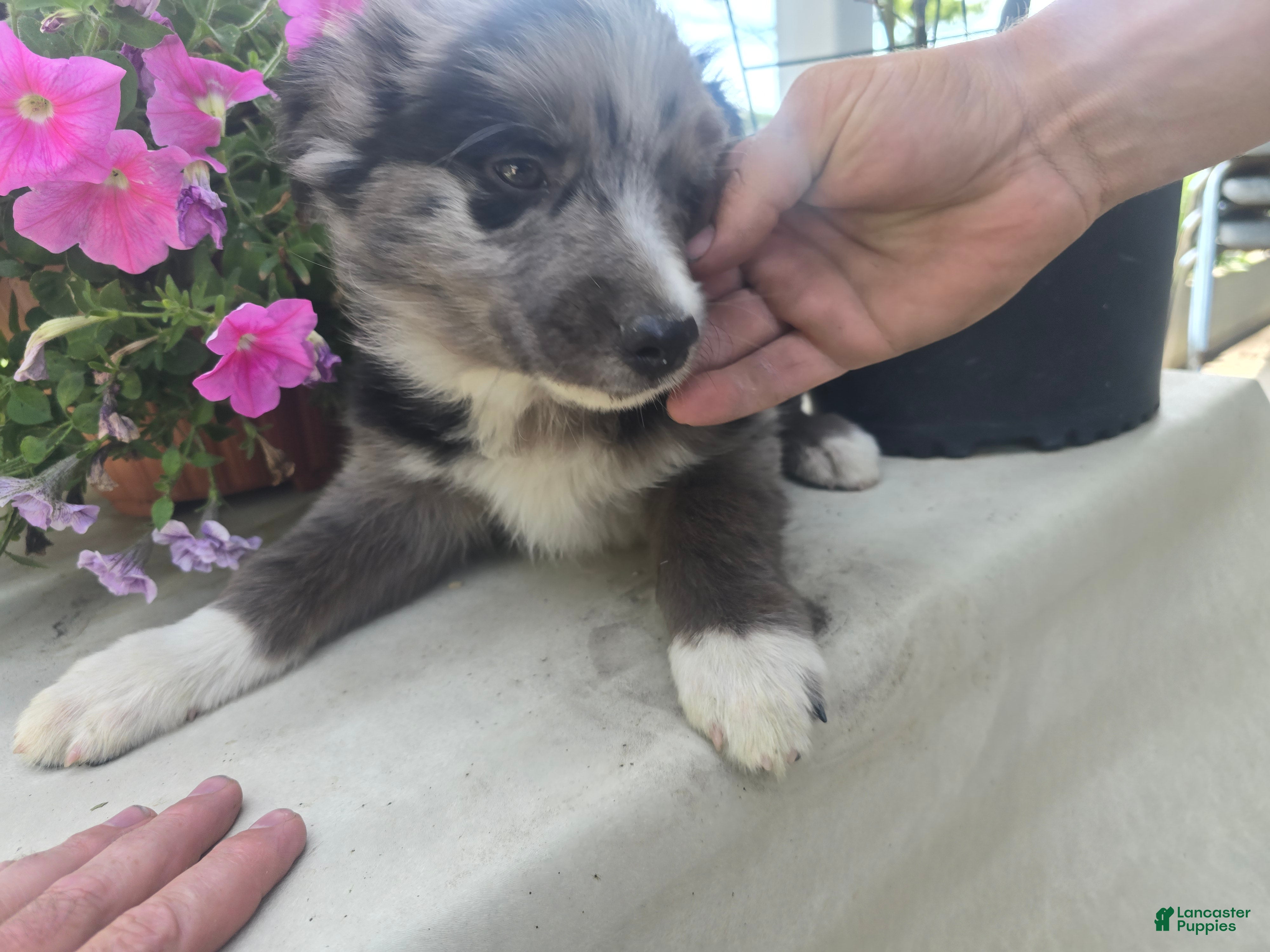 Border Collie dogs Blue - Ad 2