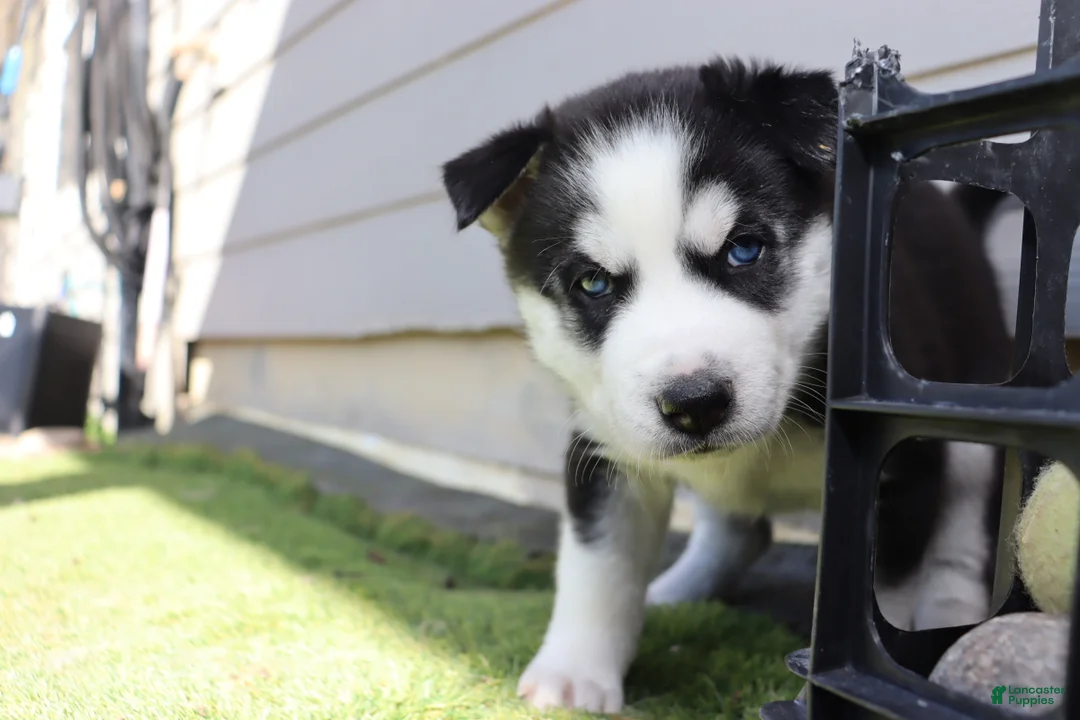 Siberian Husky dogs for sale: Gaia - Ad 2