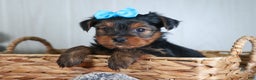Yorkshire Terrier dogs for sale: CHARLIE - Ad 18