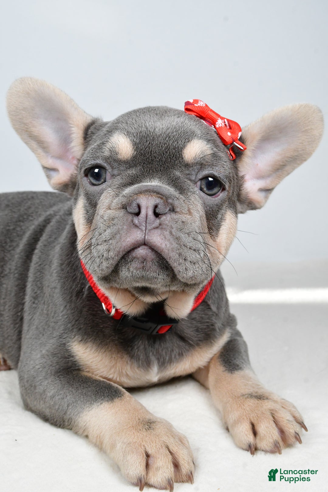 French Bulldog dogs for sale: Chester  - Ad 4