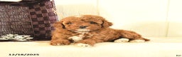 Toy Poodle dogs for sale: Belle - Ad 1