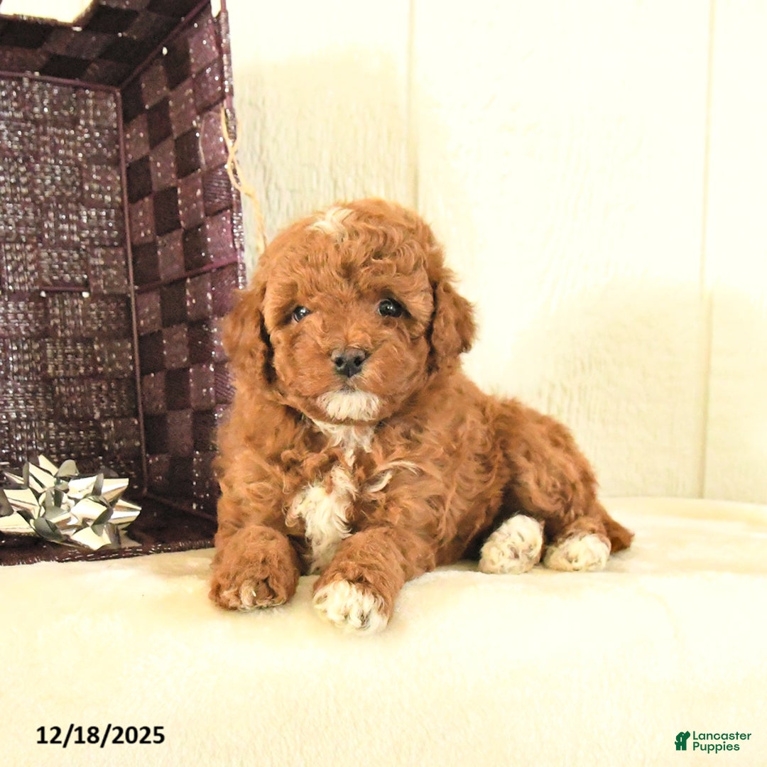 Toy Poodle dogs for sale: Belle - Ad 1
