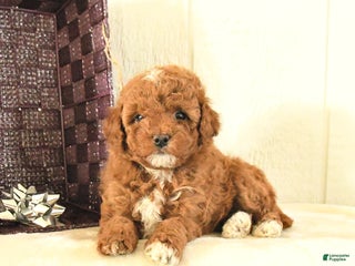 Toy Poodle dogs Belle - Ad 40