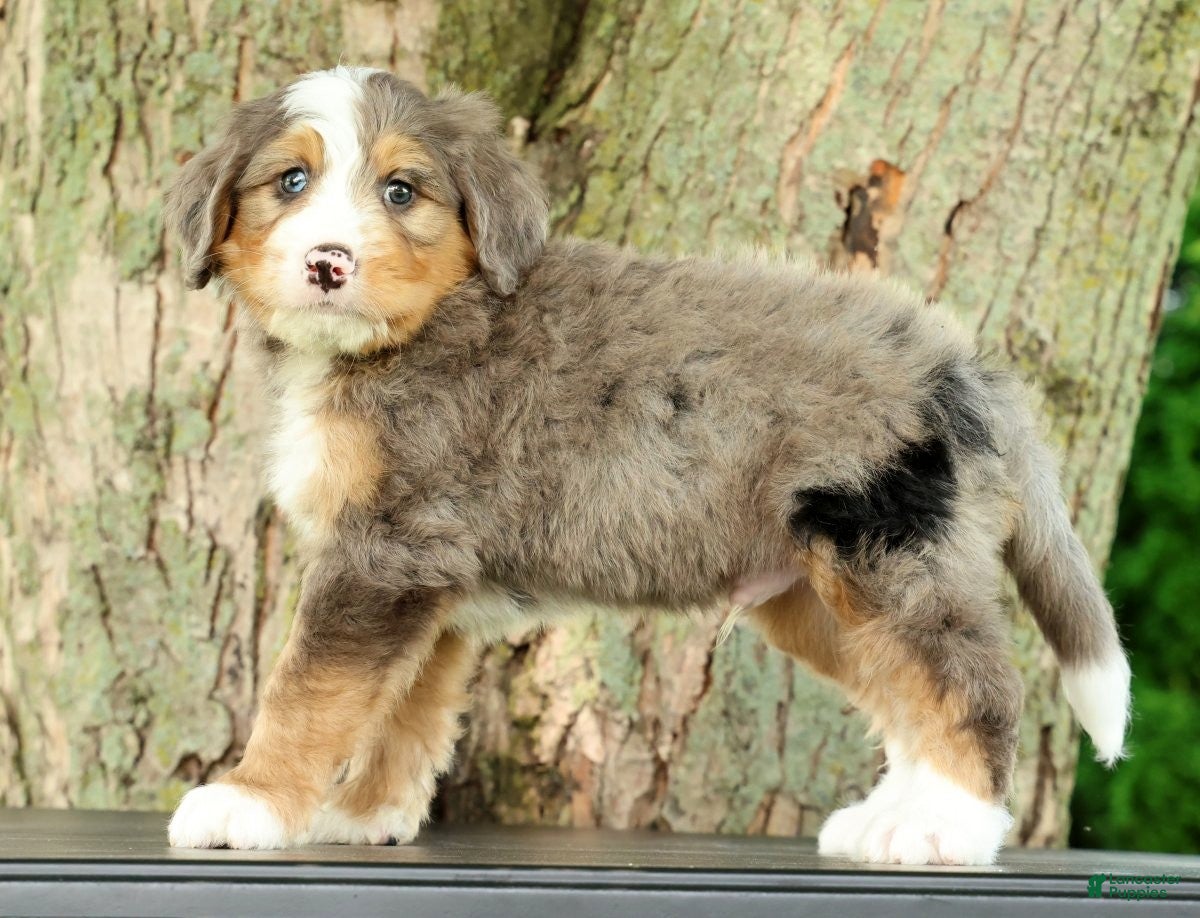 Mini Bernedoodle dogs Snoop - Ad 1