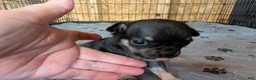 Chihuahua dogs for sale: Yima - Ad 1