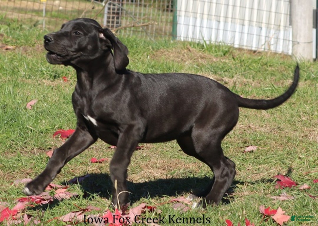 Great Dane dogs for sale: Great Dane Puppy 5 - Ad 8