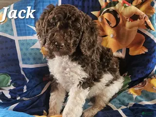 Double Doodle dogs Jack - Ad 1