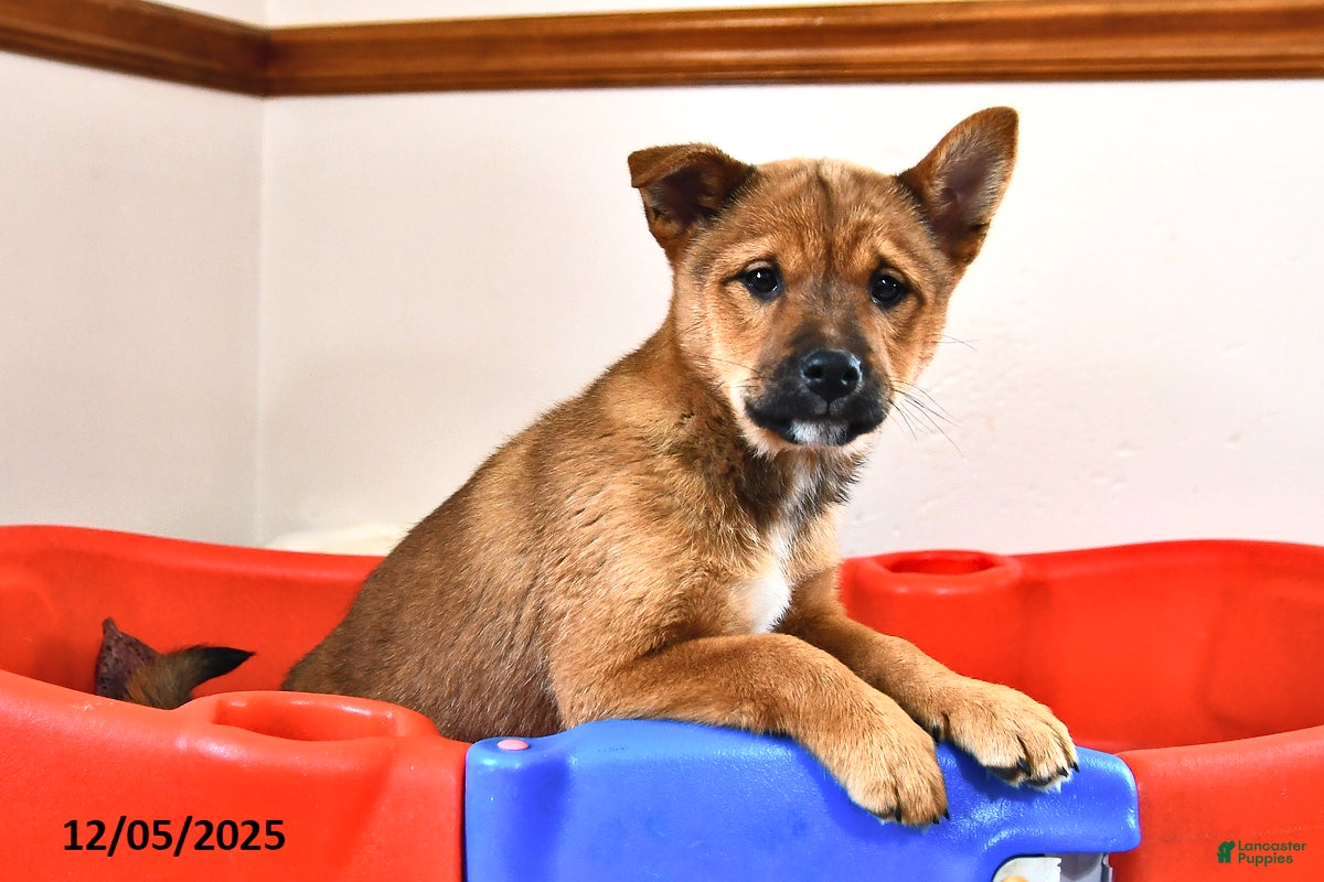 Mixed Breed dogs Missy - Ad 3