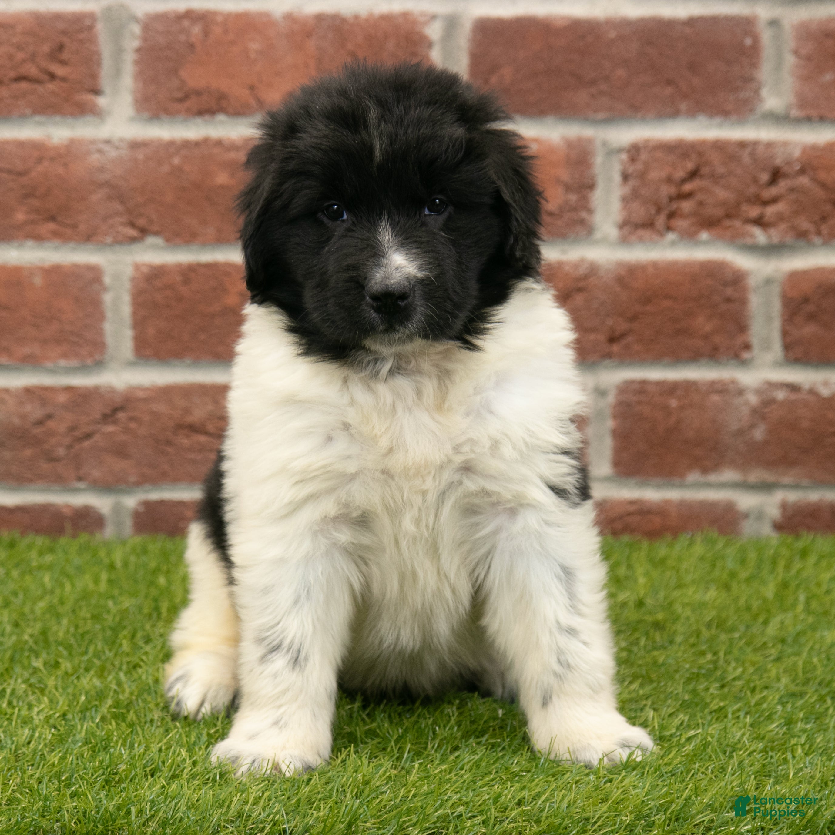Newfoundland dogs Molly - Ad 11