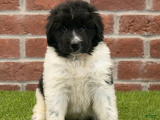 Newfoundland dogs Molly - Ad 28