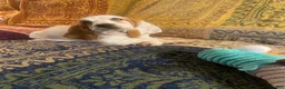 Basset Hound dogs for sale: Swannie - Ad 3