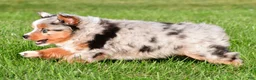 Miniature Australian Shepherd dogs for sale: Anika - Ad 8