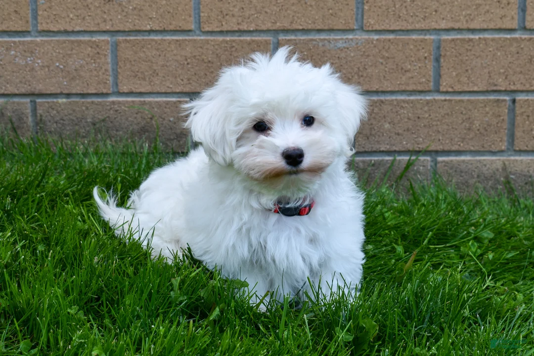 Maltese dogs for sale:  Jaden - Ad 1