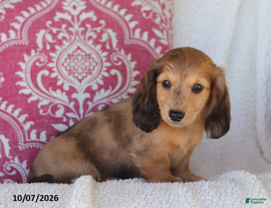 Rusty (Dachshund, Male) in Russellville, OH