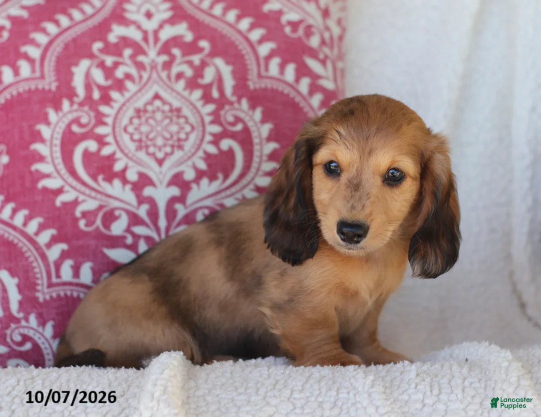 Miniature Dachshund dogs for sale: Rusty - Ad 1