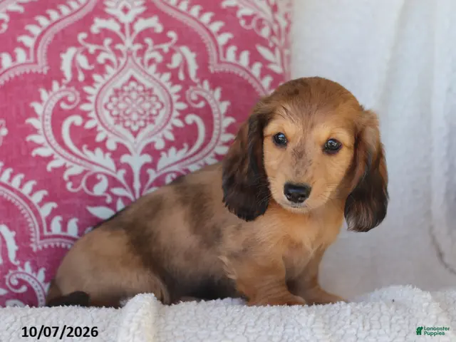 Miniature Dachshund dogs for sale: Rusty - Ad 1