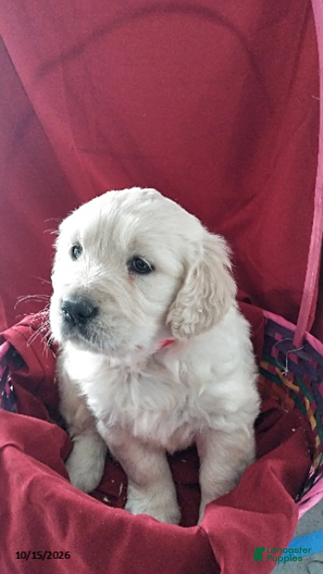 Golden Retriever dogs for sale: Ashely - Ad 1