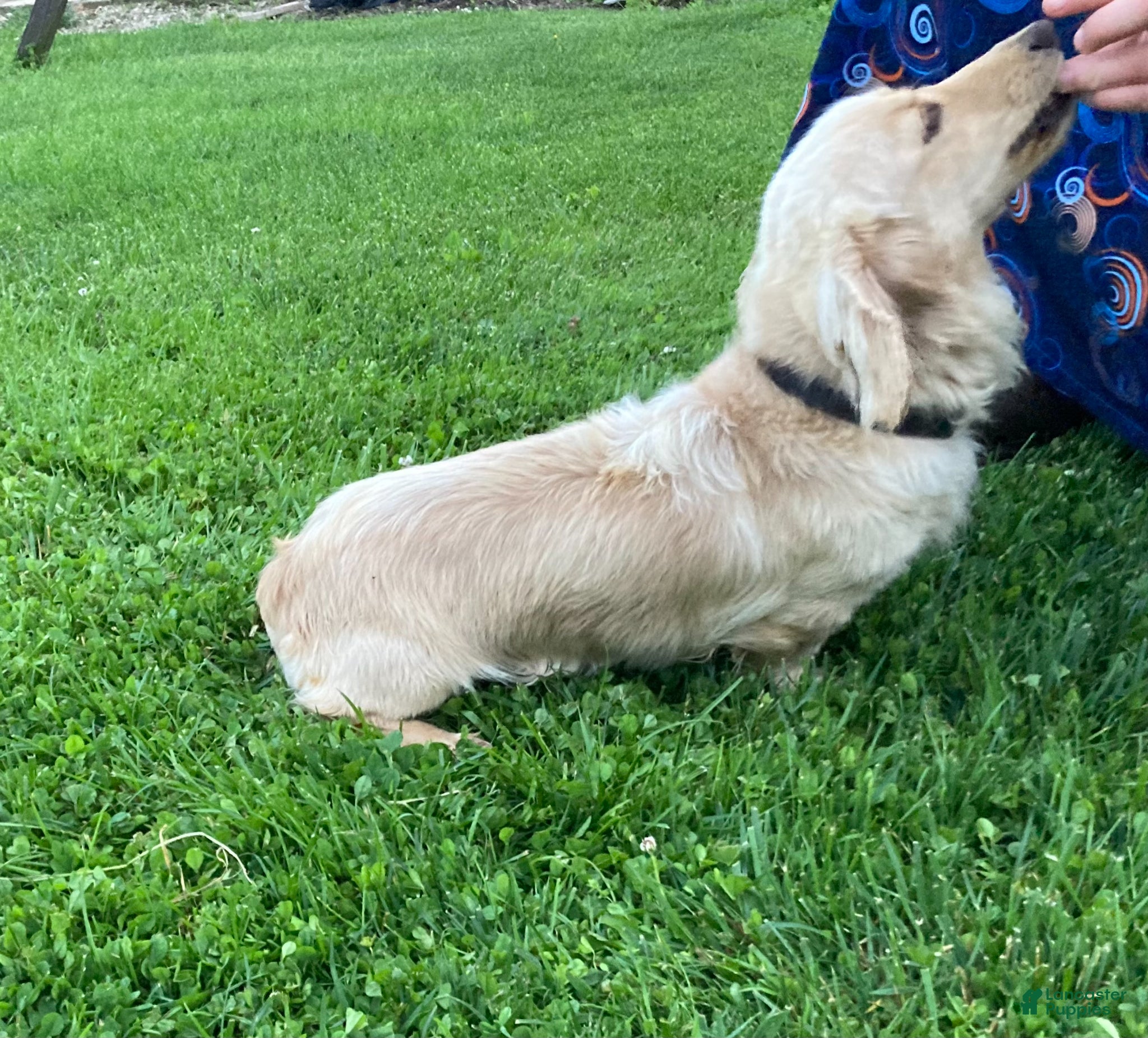 Miniature Dachshund dogs for sale: Daisy - Ad 8