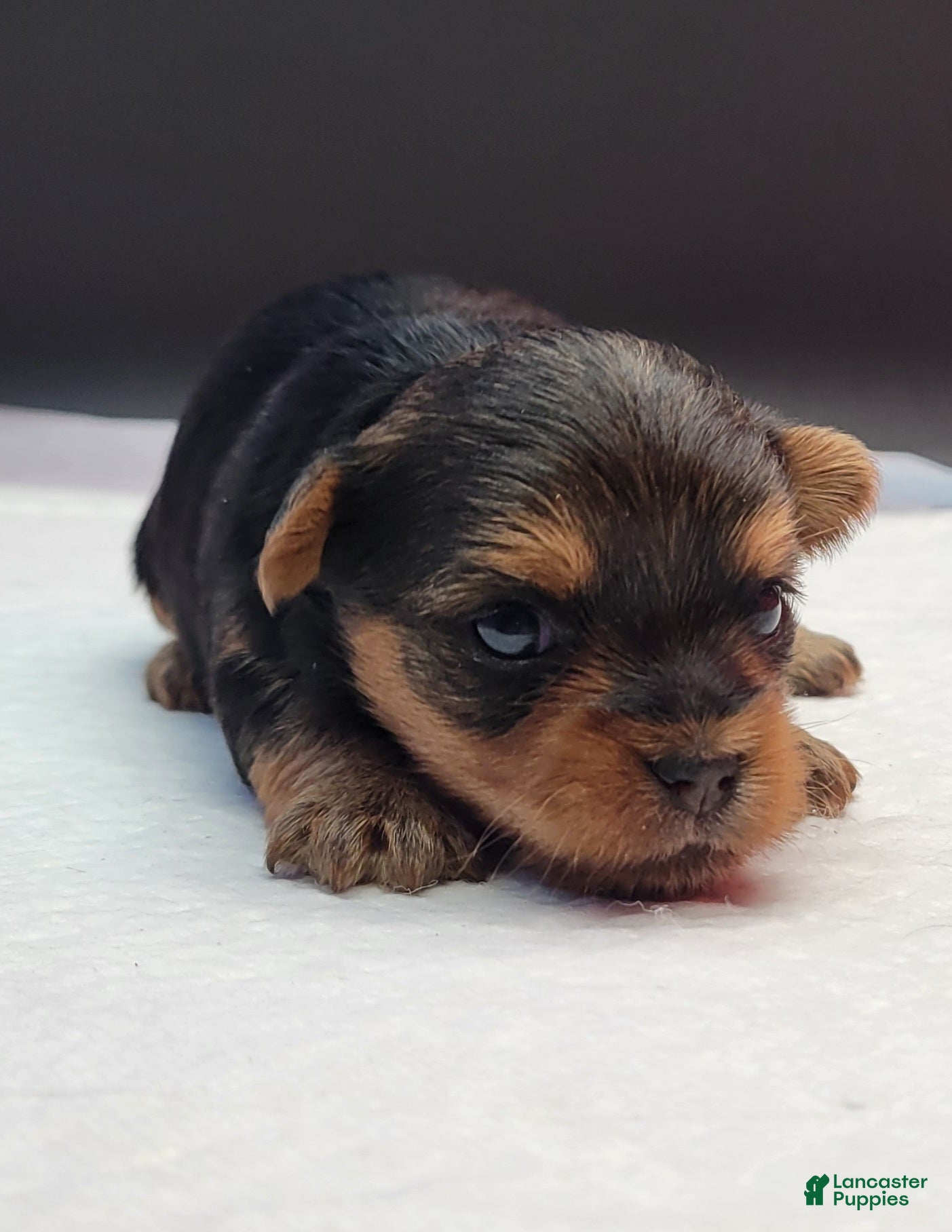 Yorkshire Terrier dogs Yorkshire Terrier Puppy 2 - Ad 29