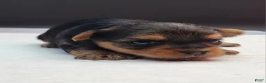 Yorkshire Terrier Puppy 2
