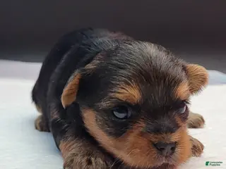 Yorkshire Terrier dogs Yorkshire Terrier Puppy 2 - Ad 29